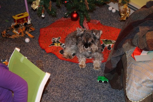Full & Content Christmas Dog