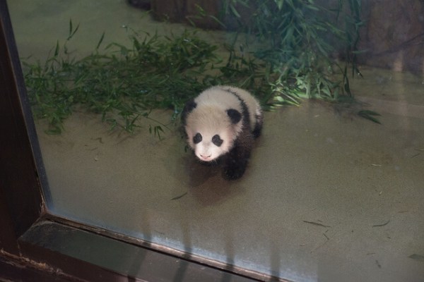 Bao Bao