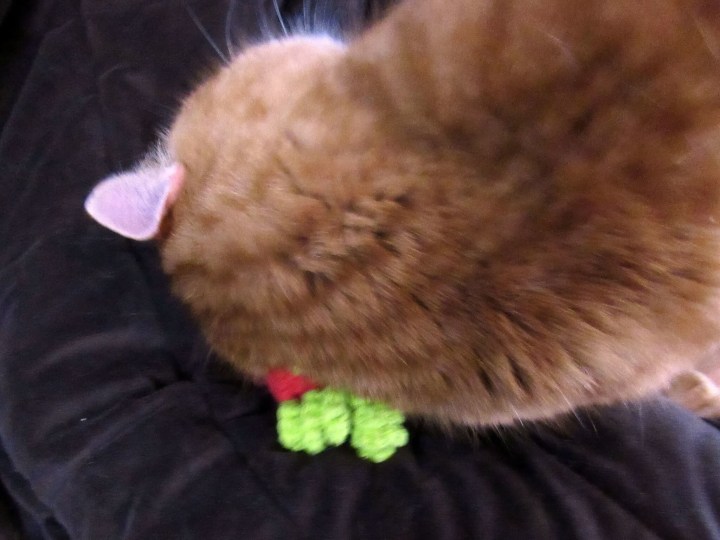 Garfield loved the strawberry