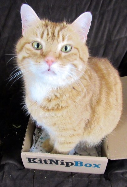 Garfield is sitting in the KitNipBox