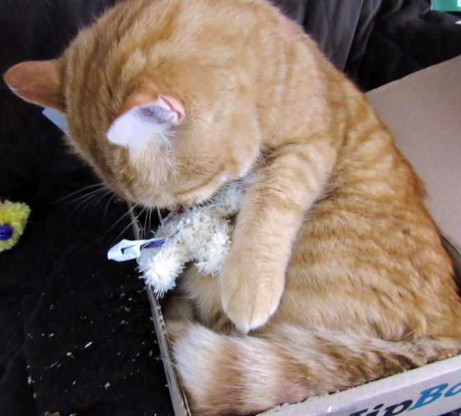 Garfield playing with the flea toy