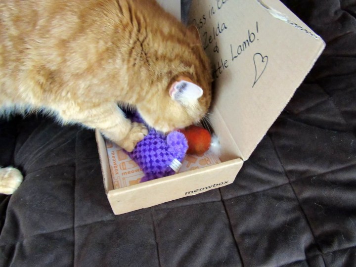 Garfield is checking out the box