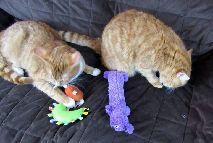 Puss in Boots has toys while Garfield is licking the Maui Toy. 