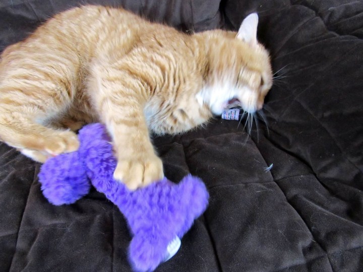 Garfield can't decide which toy