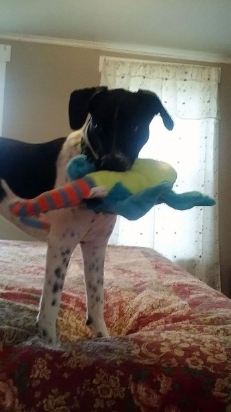 Odie playing with his toy. 