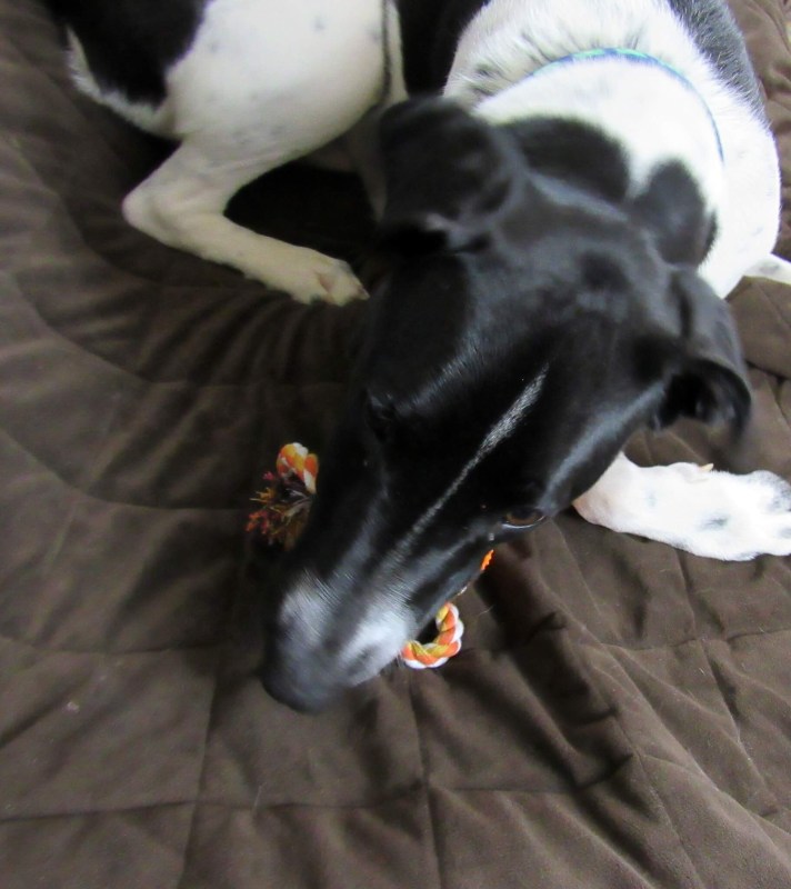 Odie