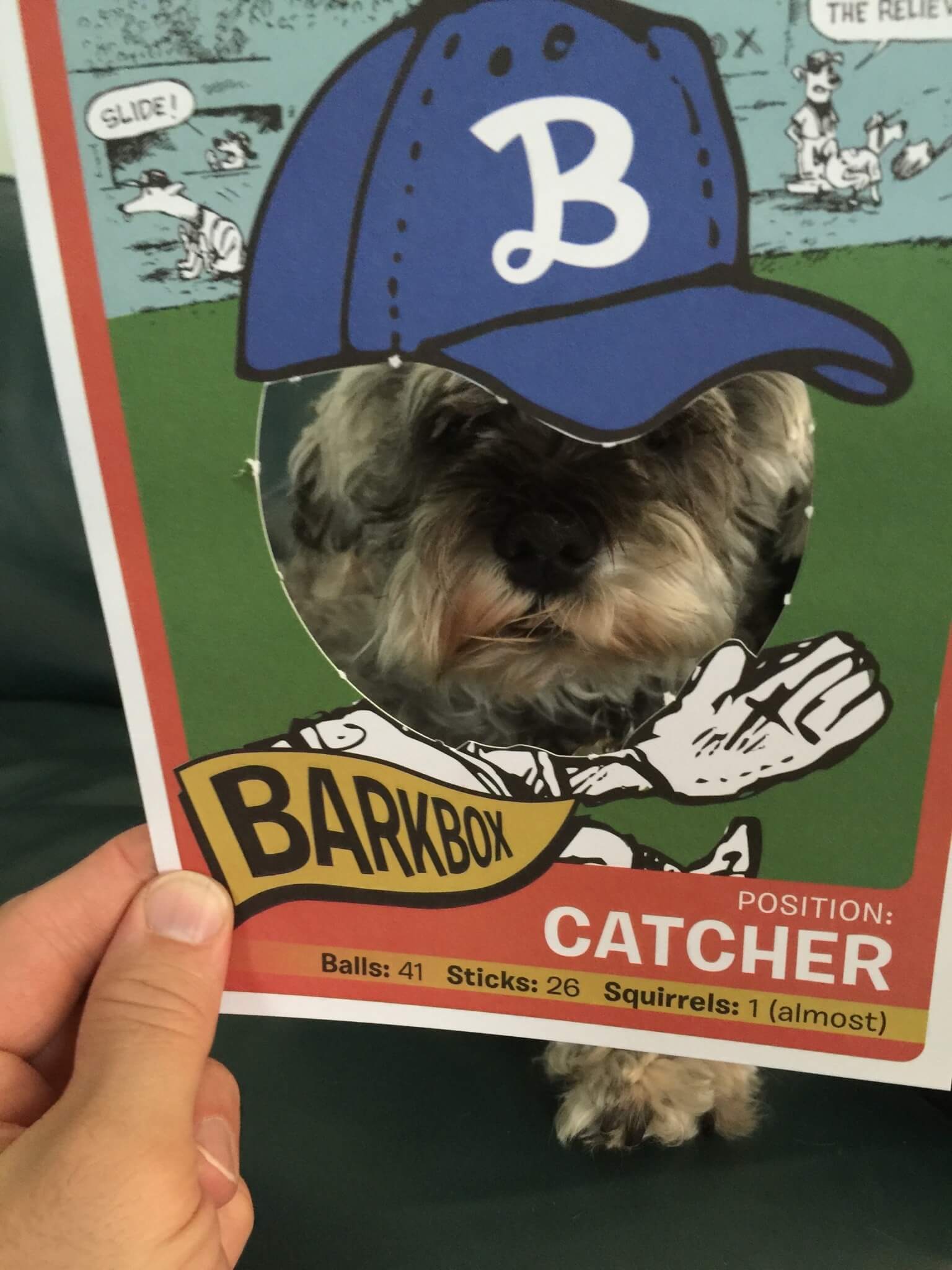 barkbox baseball