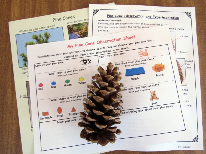 Pine Cone Observation