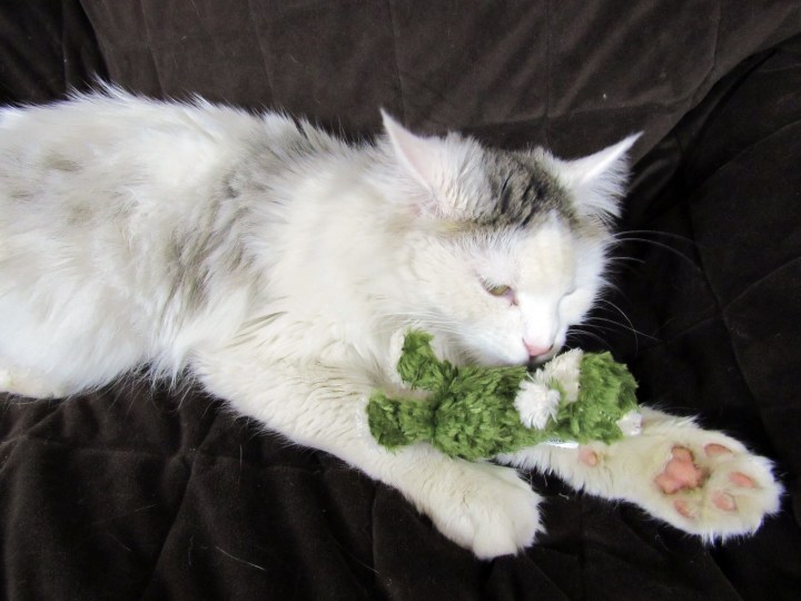He loves catnip toys!