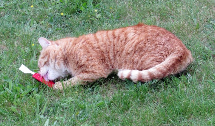 He loves to lick catnip toys.