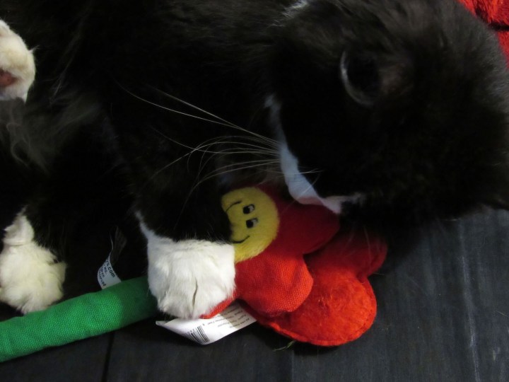 Sylvester