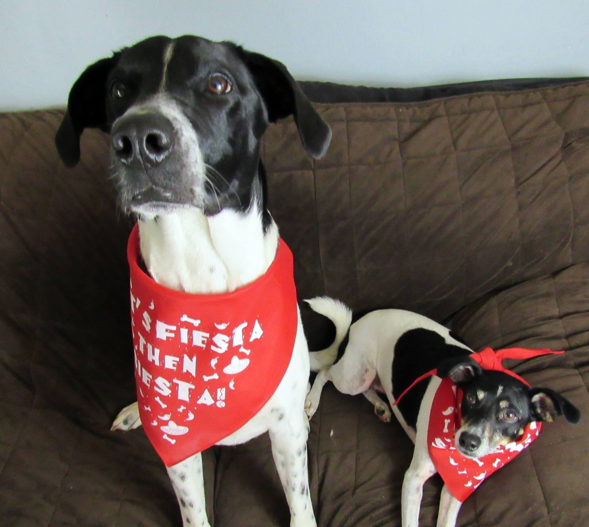 Pet Treater May 2016 Dog Subscription Box Review + Free Pet Bed Coupon