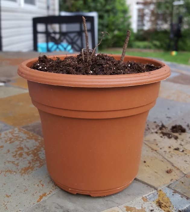 bloominbin_may2016_planted