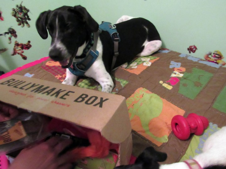 Bullymake Box, Durable Dog Toys! - Tales From Home