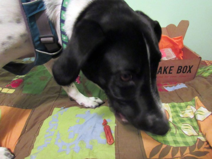Odie