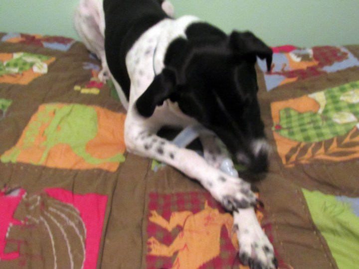 Odie