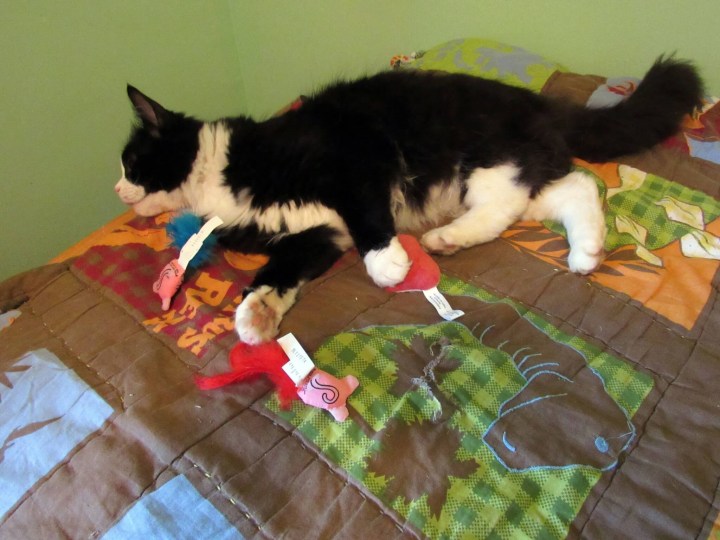 Sylvester