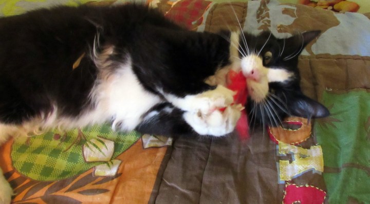 Sylvester