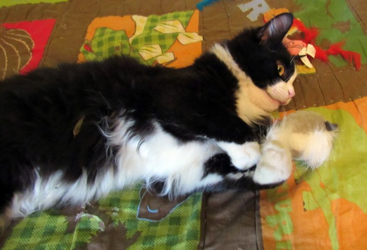Sylvester