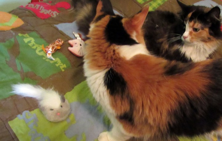 Daughter talking to her Mommy