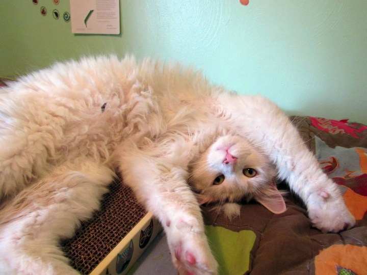 Stretches