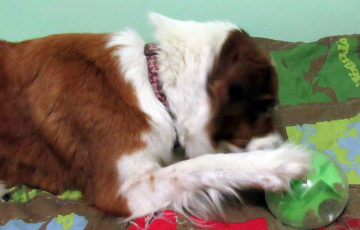 Playing with the Treat Ball