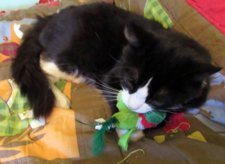 Sylvester