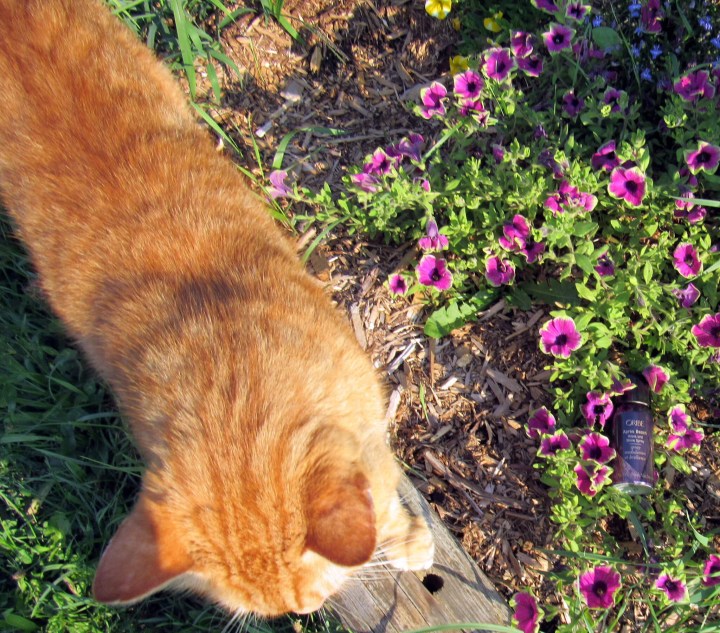 Garfield checking out the Oribe Spray