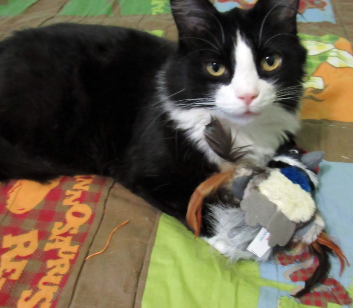 Sylvester
