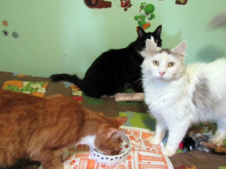 Puss in Boots, Sylvester, and Little Lamb