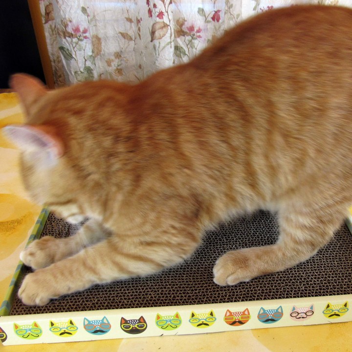 Garfield is enjoying the scratch pad