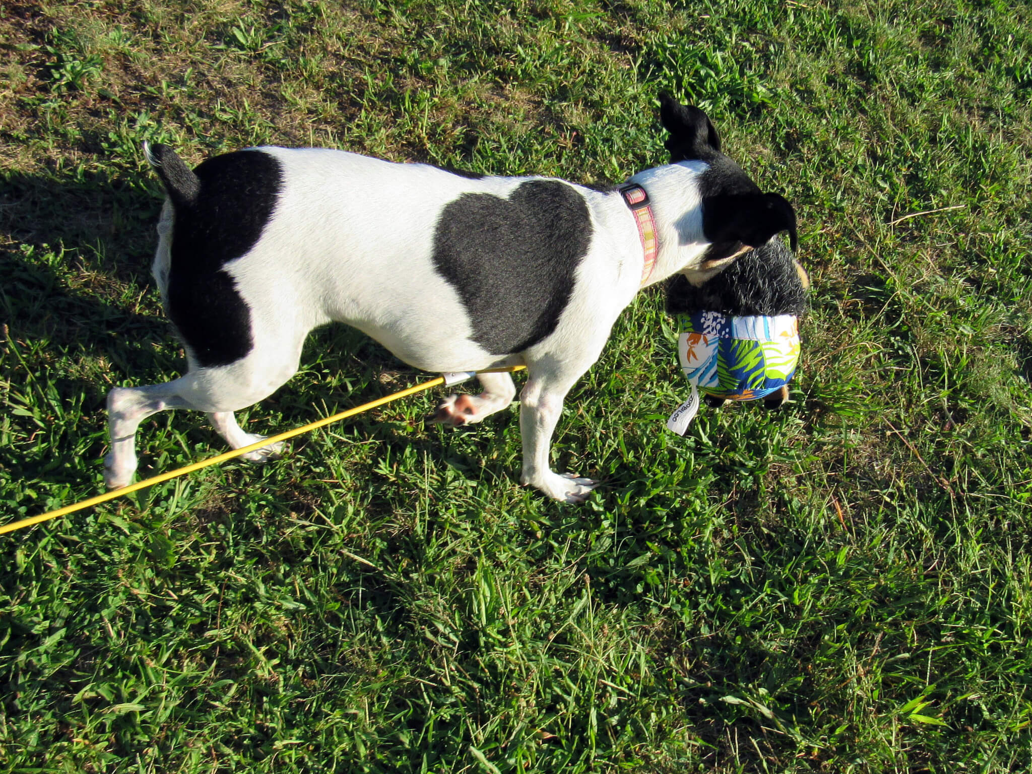 Barkbox August 2016 Subscription Box Review + Coupon - Large Dog ...