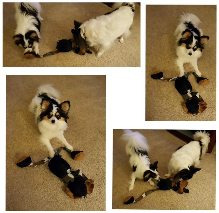 pawpack toy