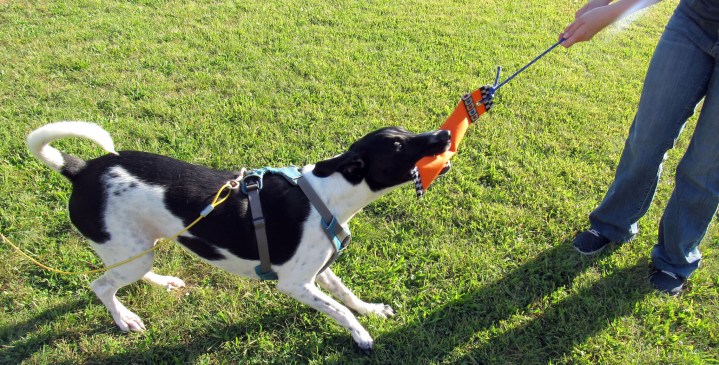 Time for tug of war