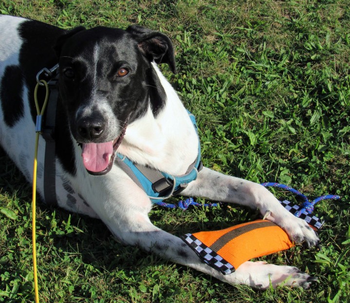 Odie is happy with his toy!