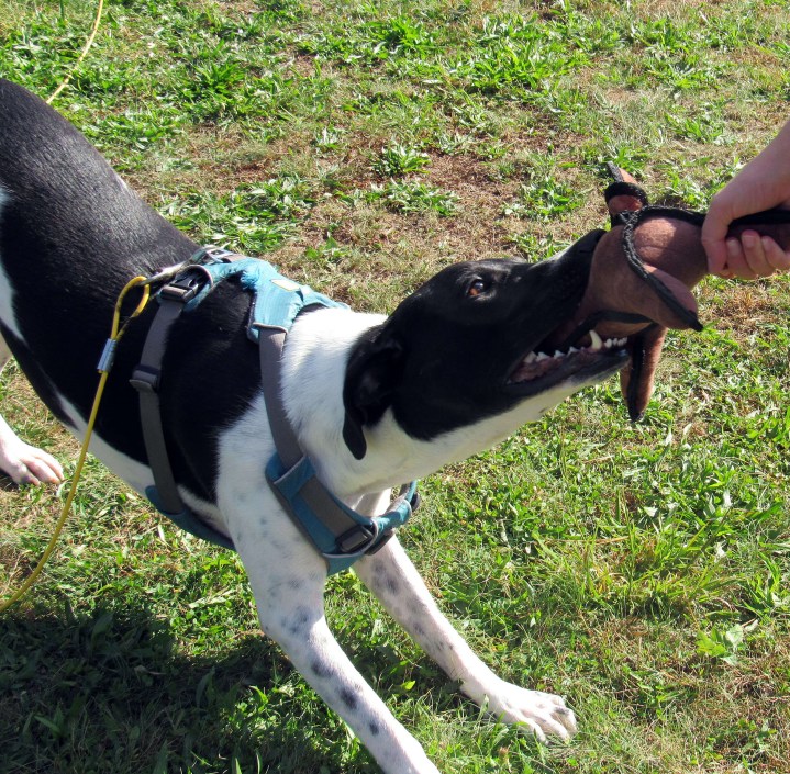 Tug of War