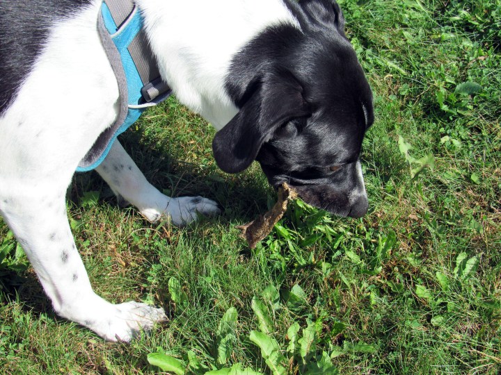 Odie