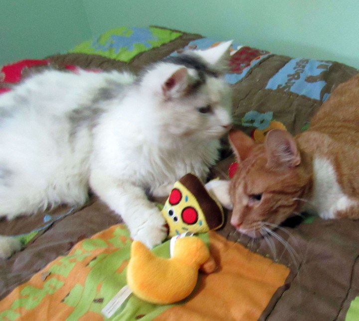 Little Lamb and Puss in Boots