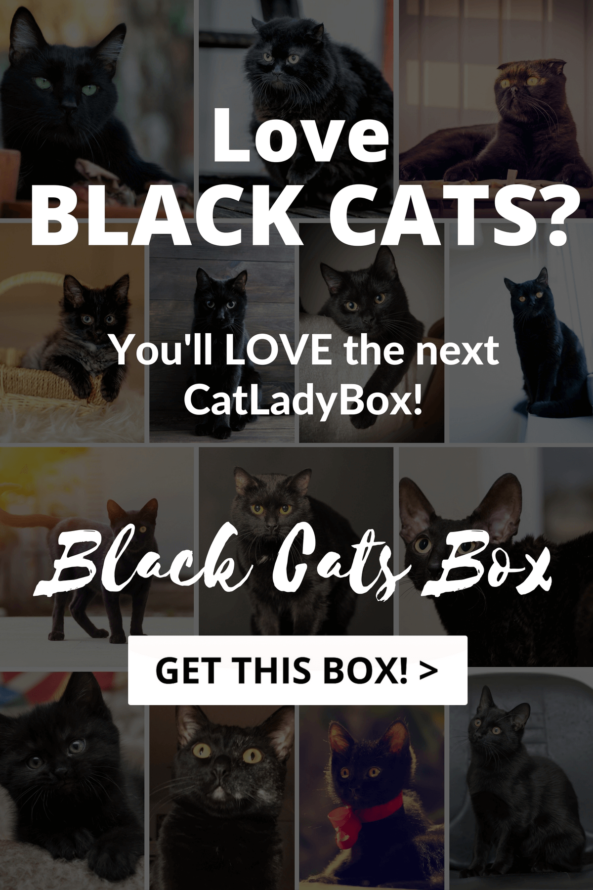 Cat Lady Box Coupon Save 20 for Meowloween! Hello Subscription