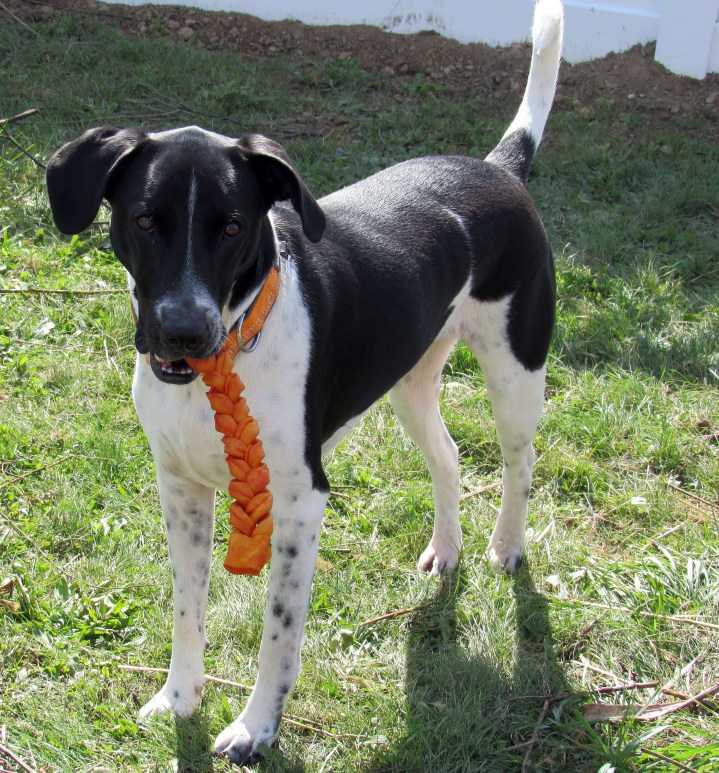 Odie