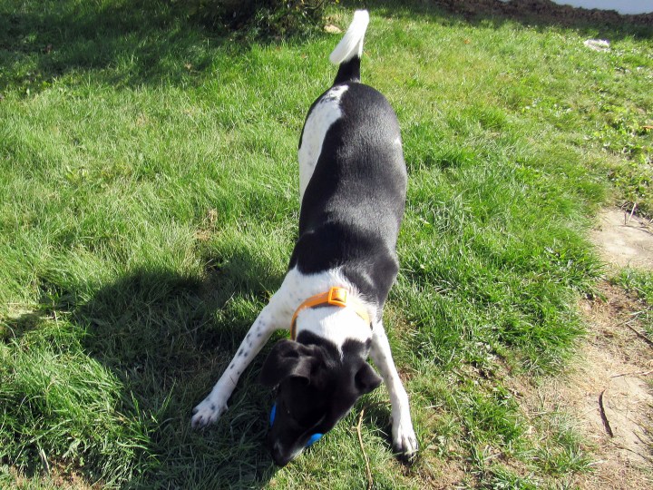 Is it a ball?