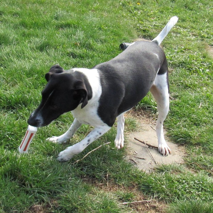 Petstages Beyond Bone