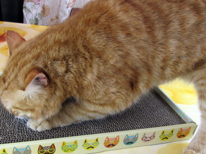 Garfield
