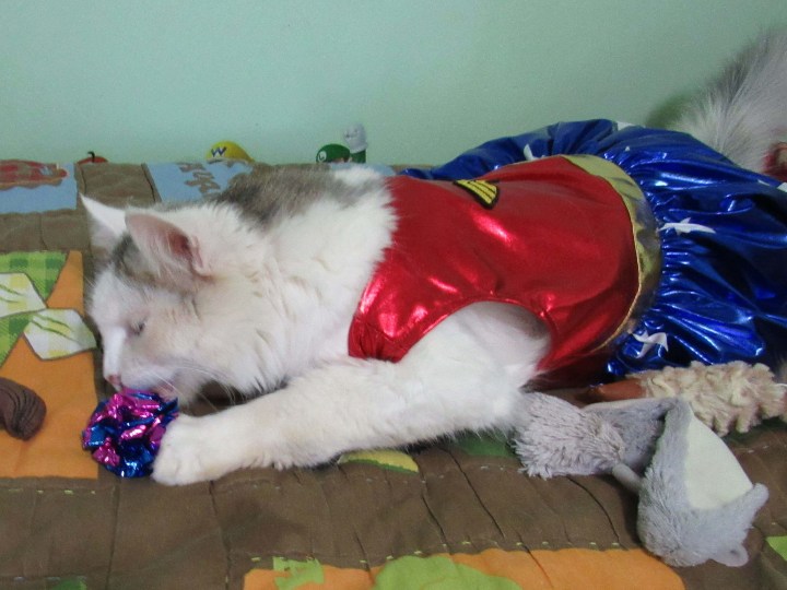 Wonder Cat