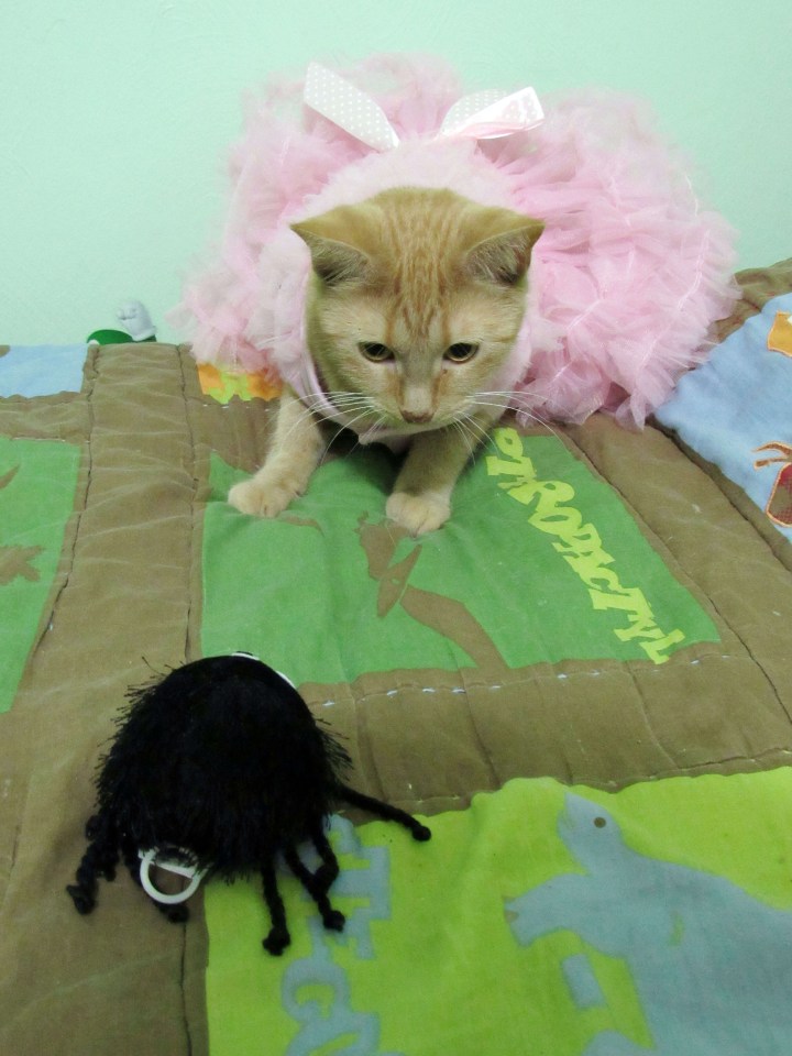 Tiger Lilly