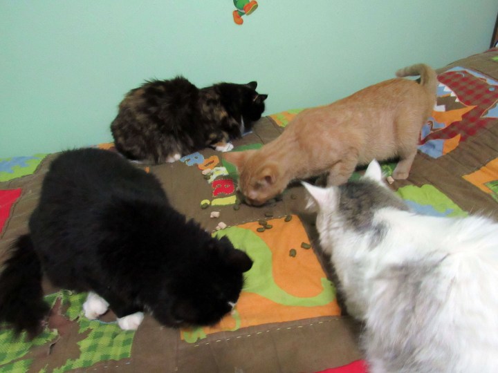 Treat Time