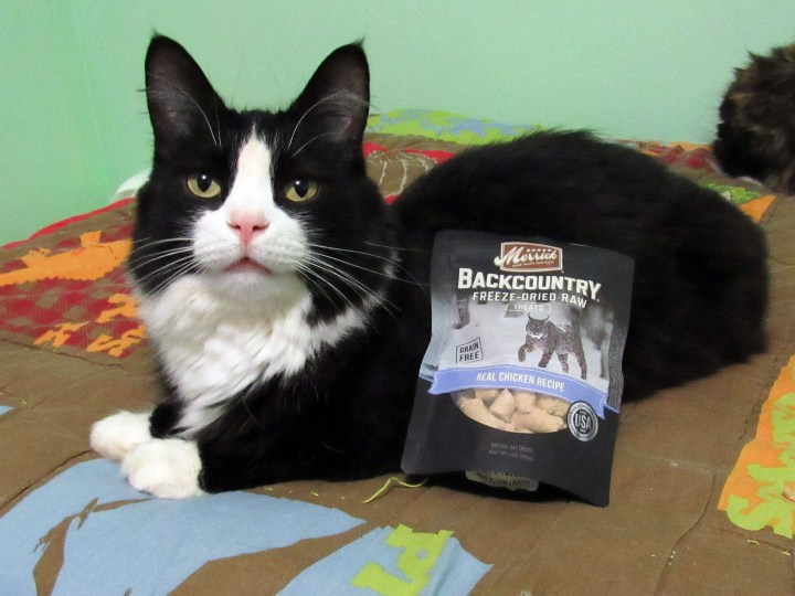 This is Sylvester. I approve this choice.