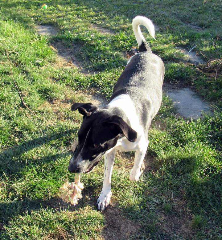 Odie