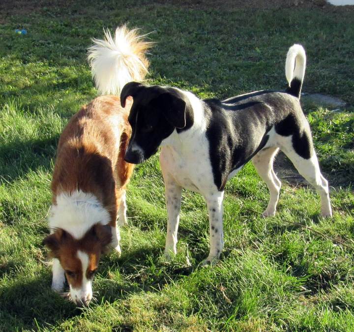 Daisy and Odie