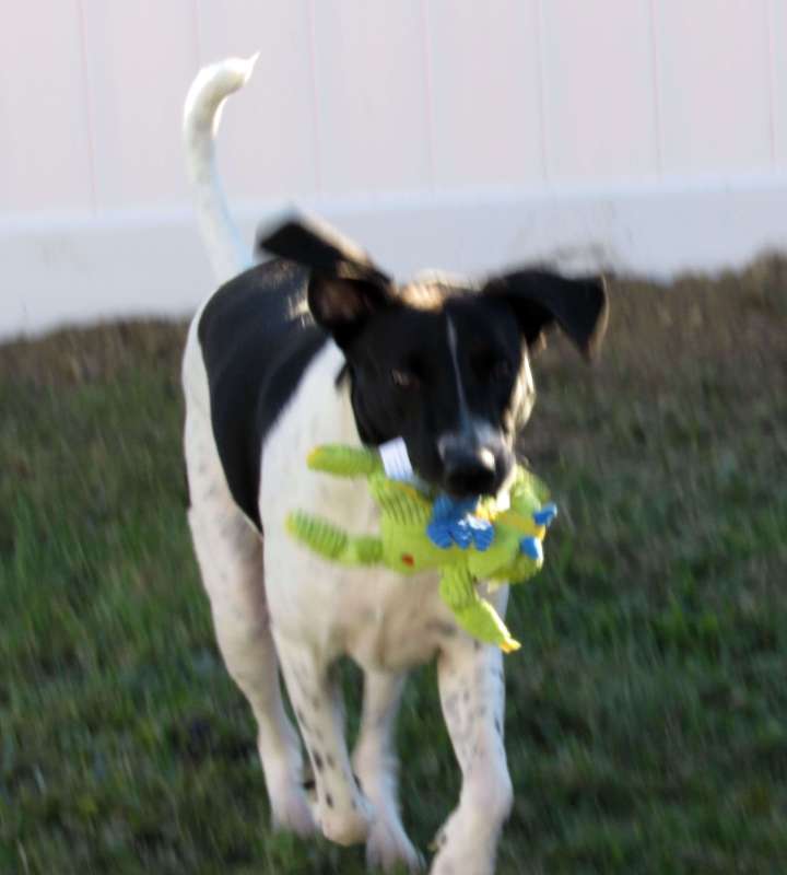 Odie is having fun